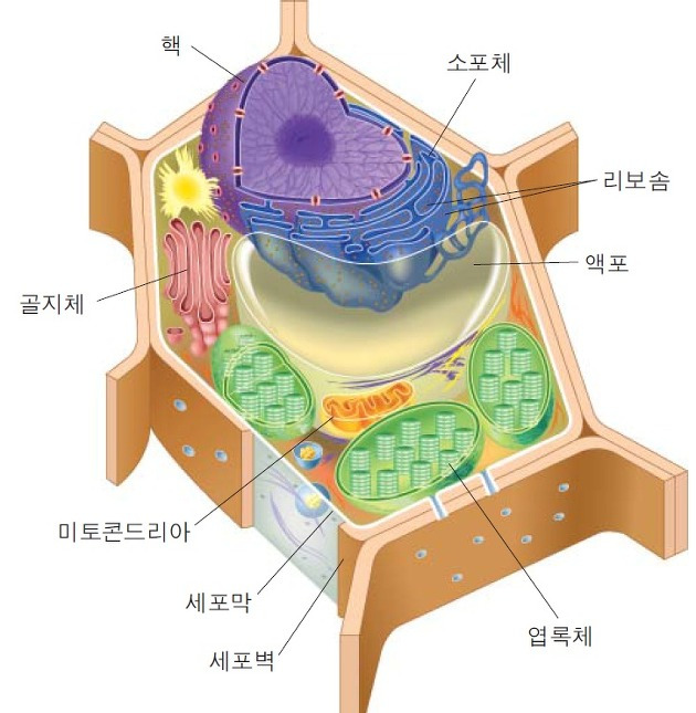 수업설명팁 식물세포와 동물세포의 차이점 암기하지 말고 생각하자