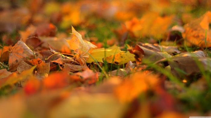 고화질 바탕화면, 가을 (Fall Wallpaper)