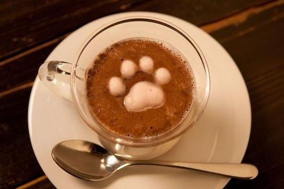       Cafe  Cat  Paw 