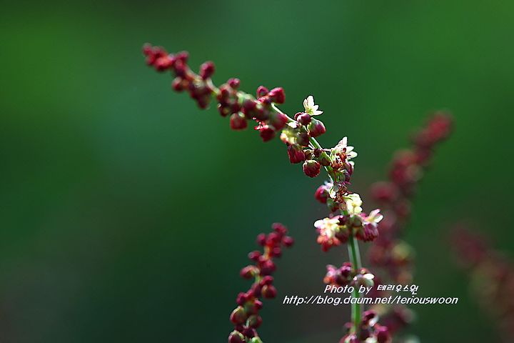 수영 (rumex)에 대한 이미지 검색결과