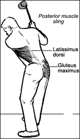 Gluteus Max. – Latissimus Dorsi Muscle Sling - Serola