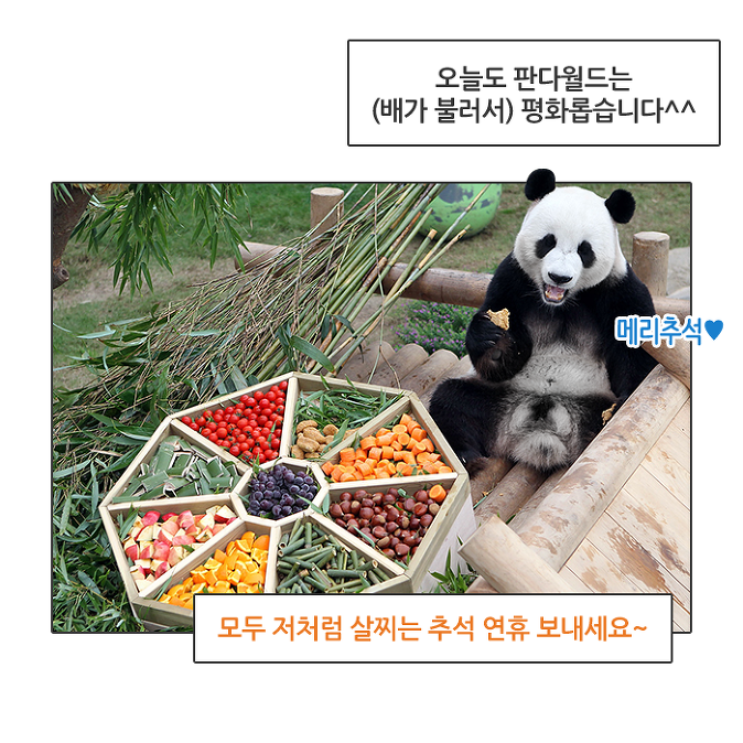 [판다 다이어리] 판다월드에 찾아온 추석
