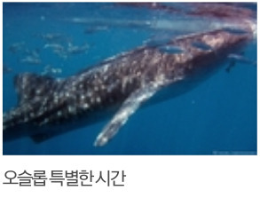 고래상어와 행운의 남자