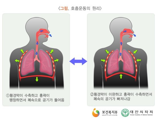 폐의 횡경막 표면