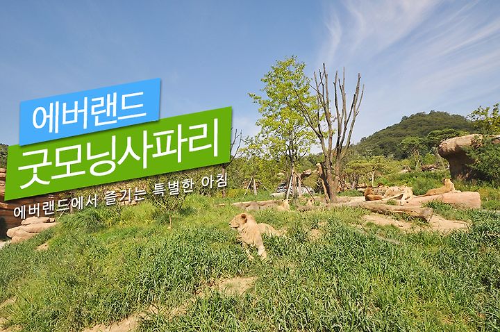 특별한 탐험가들을 위한 굿모닝사파리 투어!