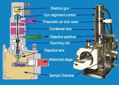 주사전자현미경 이미지