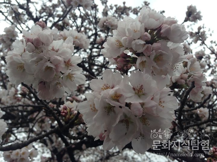 2015 안동 벚꽃 개화 현황(4월 1일) - 안동벚꽃개화시기