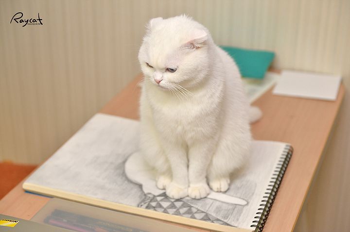 고양이도 나이가 들면 반항심이 생기나?