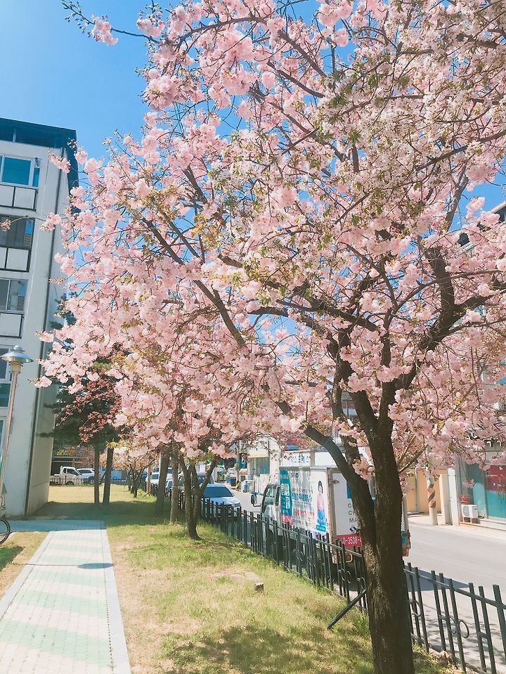 안동 겹벚꽃(왕벚꽃) 성지! 용상 3주공