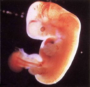 胎児の成長過程