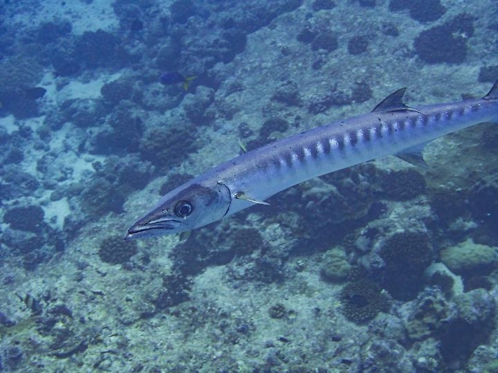 Barracuda In Palau