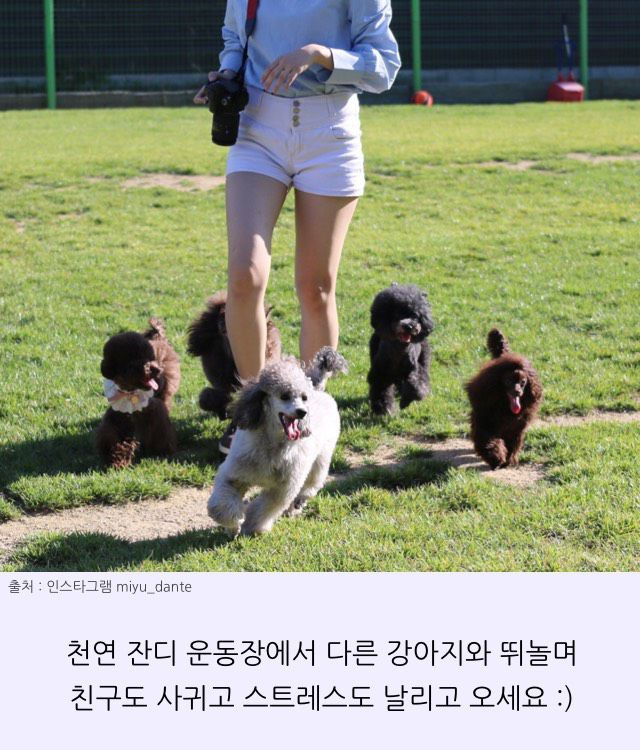 놀러가기 좋은 서울근교 애견운동장 첫번째편 | 1boon 놀러가기 좋은 서울근교 애견운동장 첫번째편
