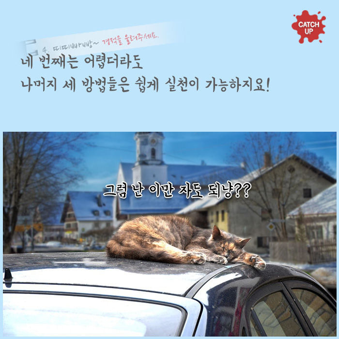 길냥이들과 함께 모닝노크 똑똑똑 | 1boon 길냥이들과 함께 모닝노크 똑똑똑