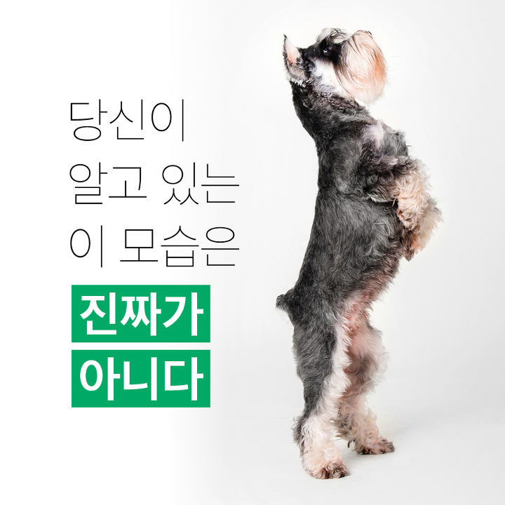 당신도 모르는 사이에 잘린 꼬리, 단미 | 1boon 당신도 모르는 사이에 잘린 꼬리, 단미