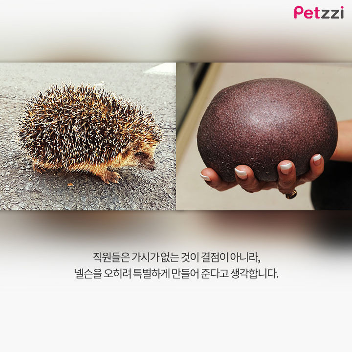 대머리 고슴도치