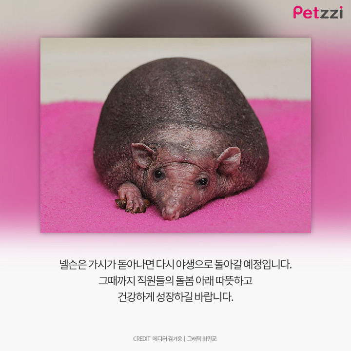 대머리 고슴도치