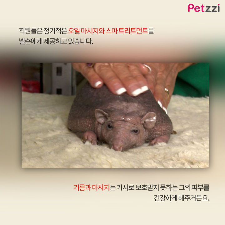 대머리 고슴도치