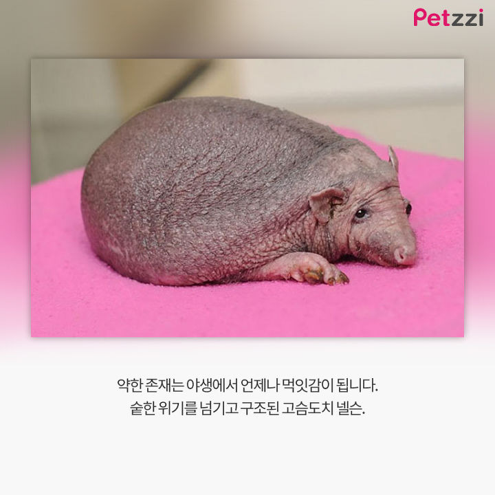 대머리 고슴도치