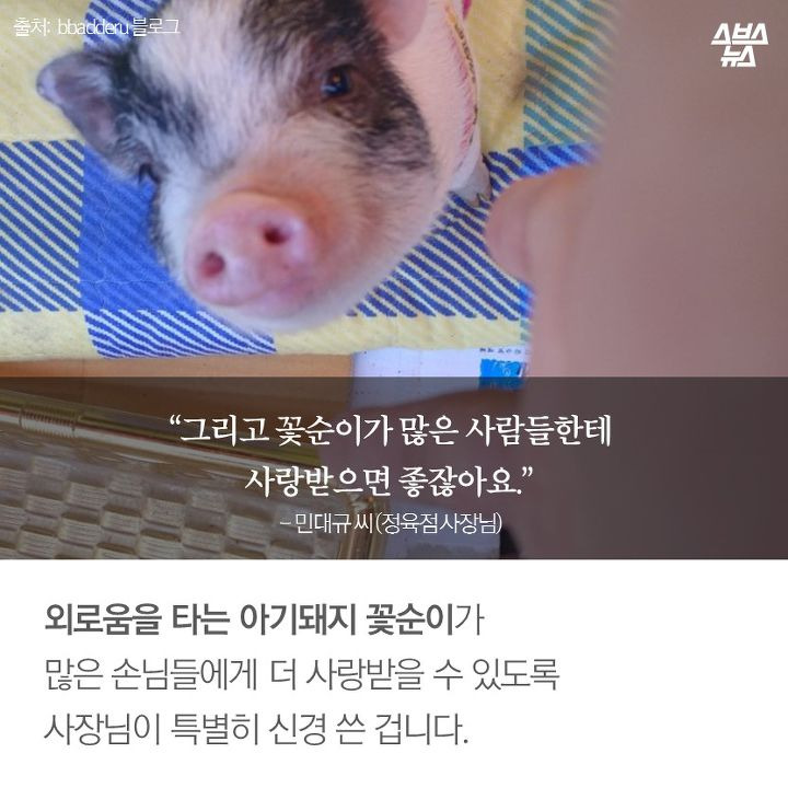 돼지나라 돼지공주 민꽃순 | 1boon 돼지나라 돼지공주 민꽃순