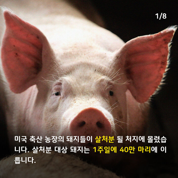 미국의 돼지들이 살처분 위기에 몰렸다 | 1boon 미국의 돼지들이 살처분 위기에 몰렸다