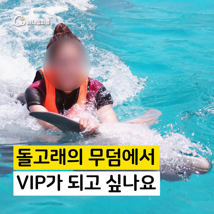 돌고래의 무덤에서 VIP가 되고 싶나요 | 1boon 돌고래의 무덤에서 VIP가 되고 싶나요