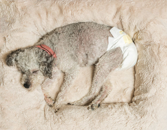 강아지도 생리하는거아세요??? | 인스티즈