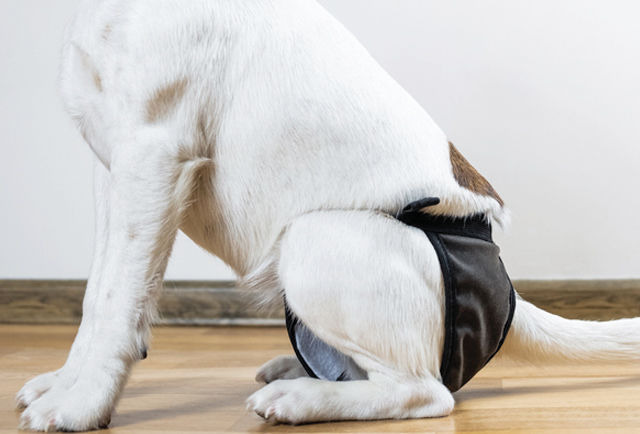 강아지도 생리하는거아세요??? | 인스티즈