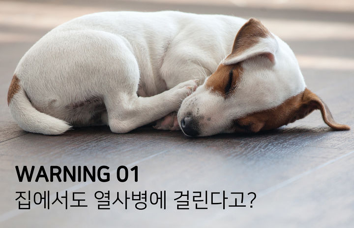 알아 이미지
