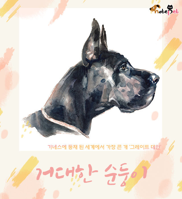 거대한 순둥이 | 1boon 거대한 순둥이