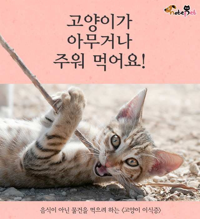 고양이가 아무거나 주워 먹어요! | 1boon 고양이가 아무거나 주워 먹어요!