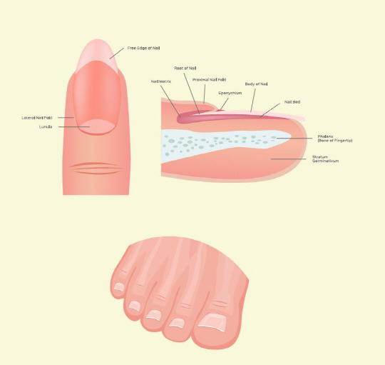 손톱발톱 이미지