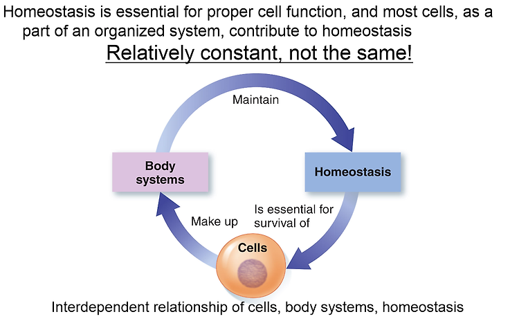 Homeostasis and Integration : The Foundations of Physiology (2)