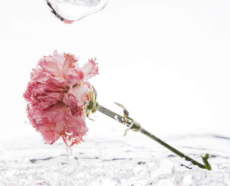 부모님께 드리는 작은 꽃, 큰 사랑🌸의 대표 이미지