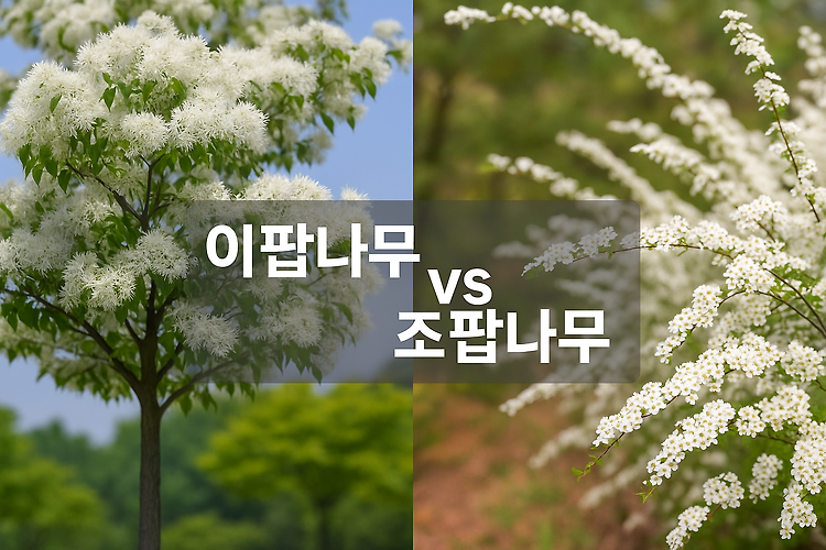 이팝나무 vs 조팝나무, 헷갈리는 봄 꽃 완전 구별 법! 꿀벌이 더 좋아하는 나무는?