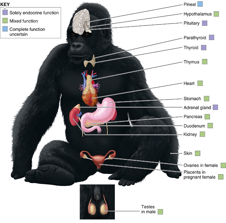 Endocrine system