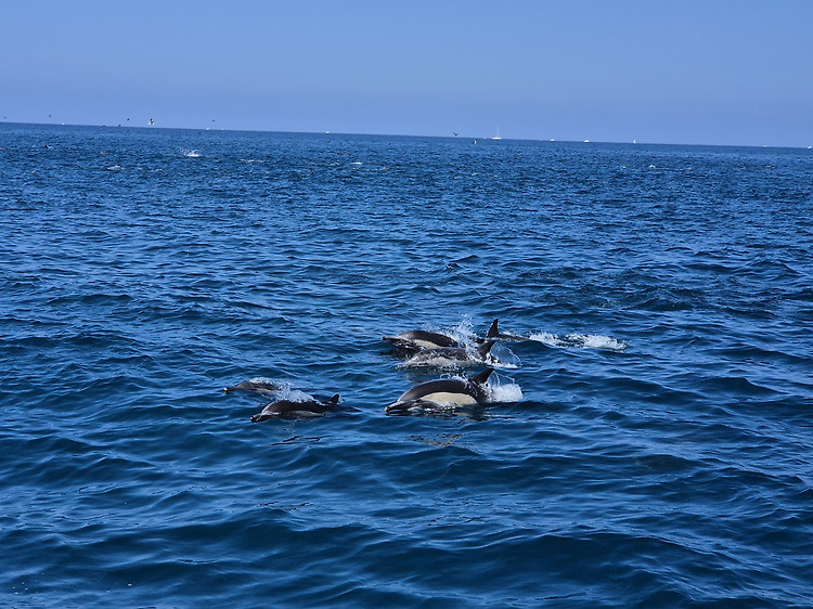 '24년 8월 넷째 주: Whale watching' 포스트 대표 이미지