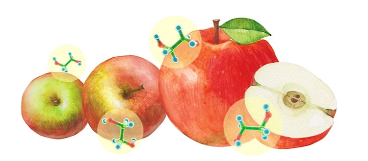 사과를 다른 과일과 함께 보관하면 안되는 이유?
