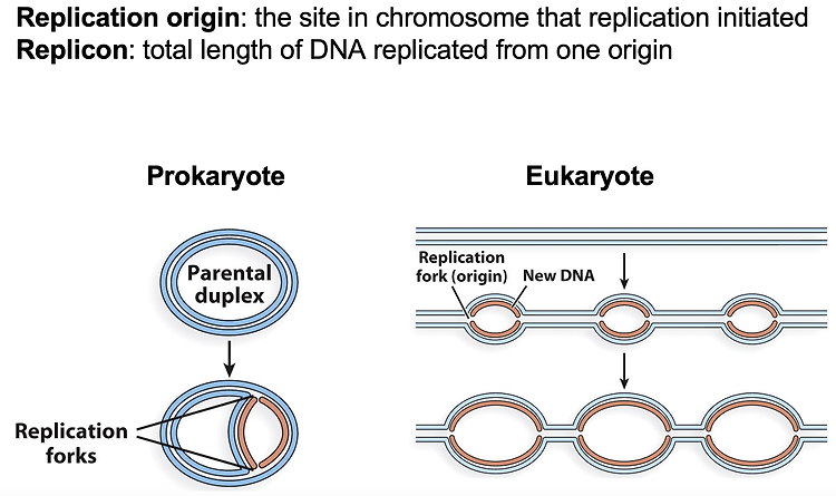 DNA Replication season 2