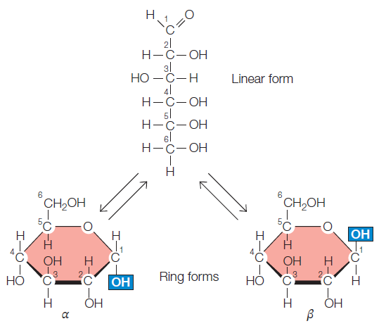 Chapter 2. Molecules and Membranes