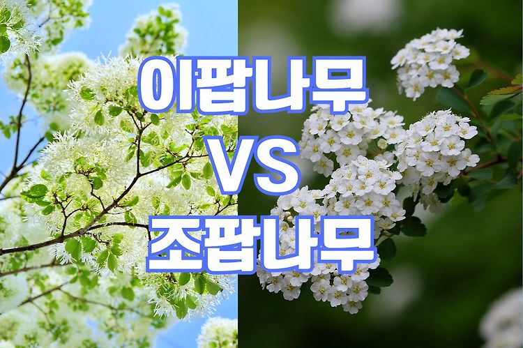 이팝나무와 조팝나무, 헷갈리는 "팝" 꽃 완전 구별 법과 꿀벌은 어느 나무로 많이 갈까 ?
