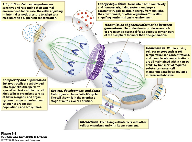 Evolution, science and molecular biology