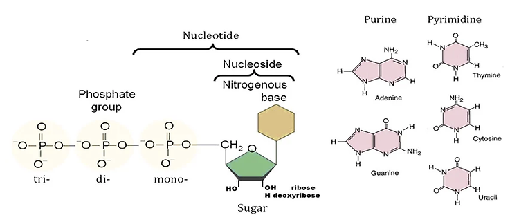 Chemical Basis of Information Molecules - 추후보충