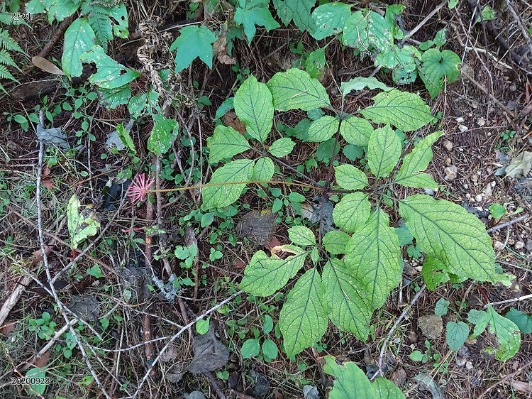 야생산삼 판매 합니다. 산삼가격 - 산 지 약 초