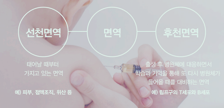 인체 면역력에 대해 설명해줘 포스트 썸네일