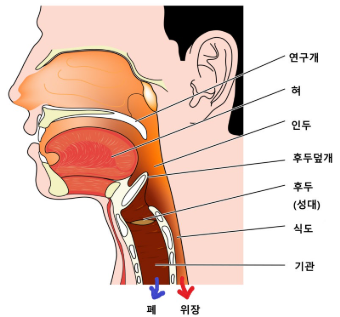 연구개를 들어야 할까? 내려야 할까? 에 대한 고찰 포스팅 썸네일 이미지