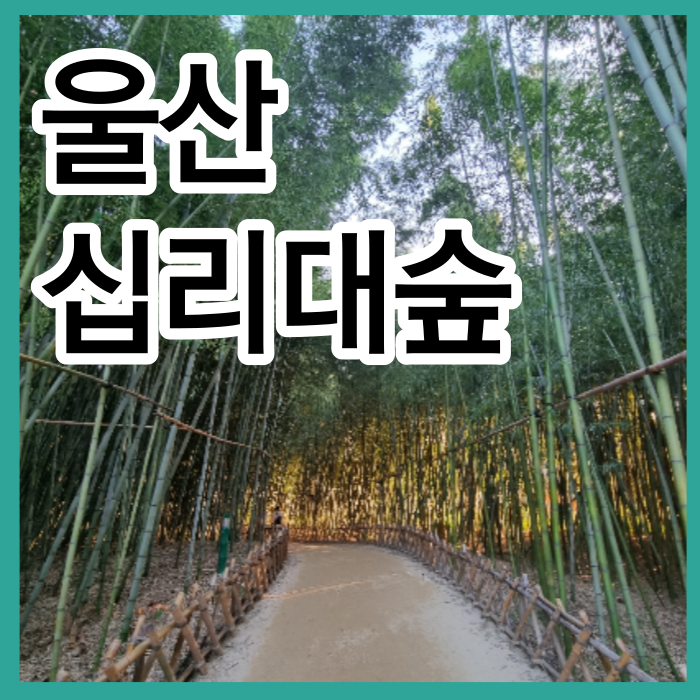 울산 가볼만한곳 울산태화강십리대숲 대나무숲