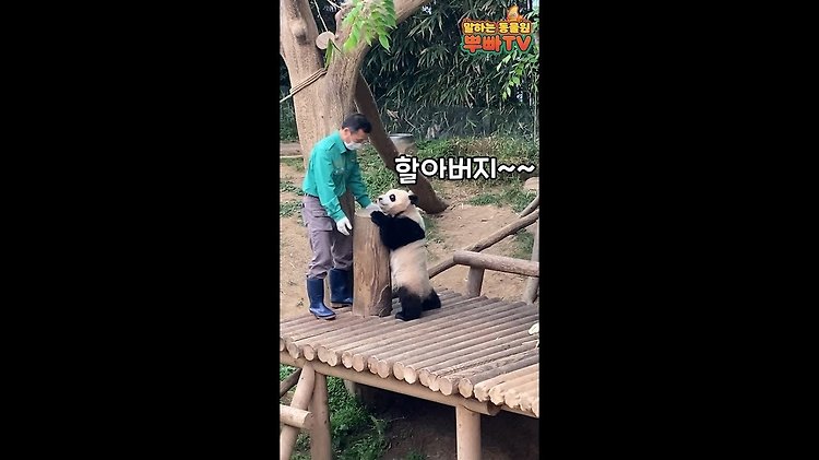 [뿌빠 하드털이] 못말리는 장난꾸러기 푸바오🐼ㅣ에버랜드 아기판다(Everland panda fubao)