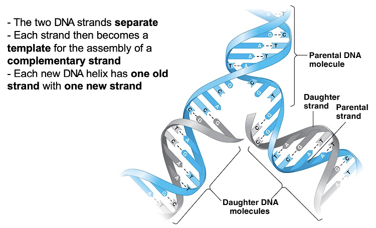 DNA replication