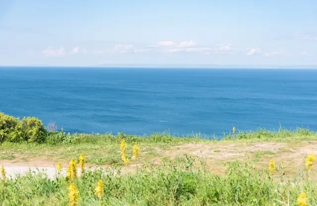 당신을 위한 자연과 관련된 영어 이름 50개 추천 🌿