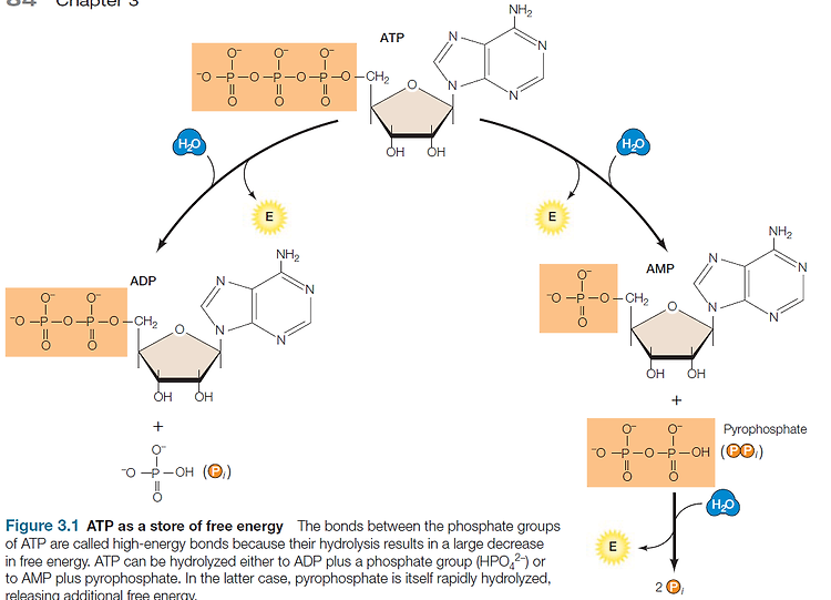 Chapter 3. Bioenergetics and Metabolism